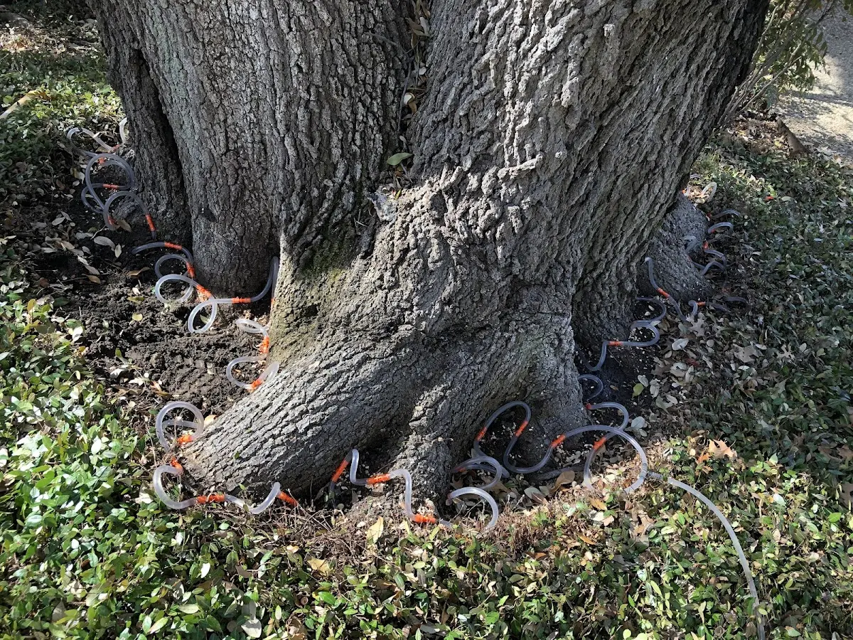 Detailed Tree Cabling and Bracing job site in De Mossville