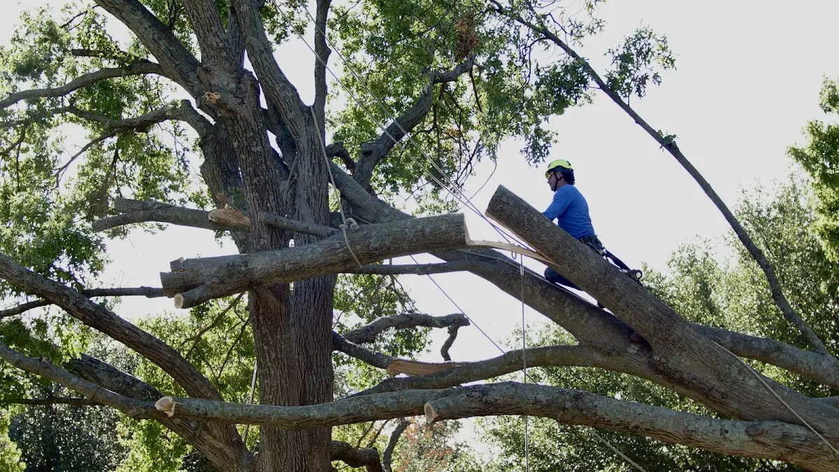 Professional Hazardous Tree Removal performed by certified arborists in De Mossville