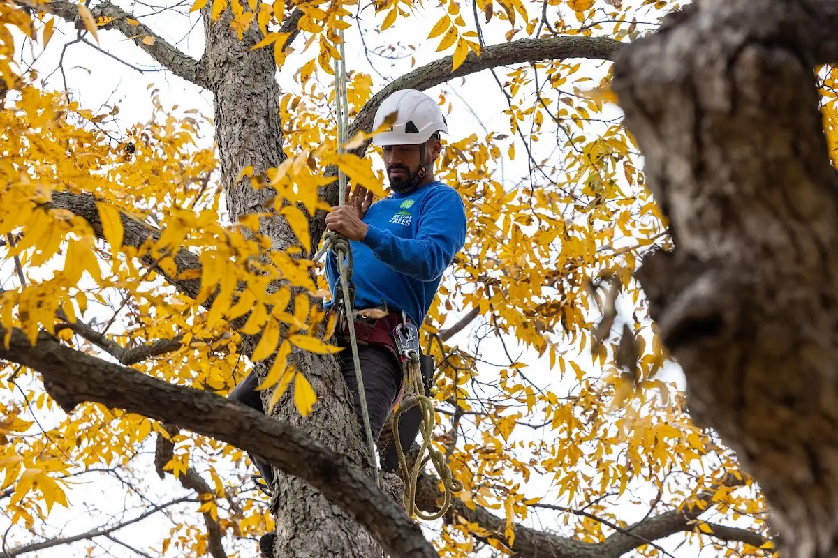 Skilled Tree Pruning crew working in De Mossville