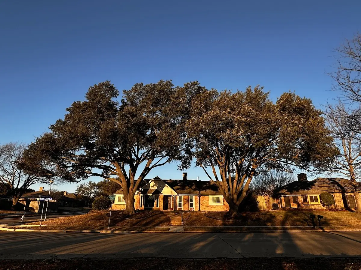 Established residential canopy tree shading a home in De Mossville